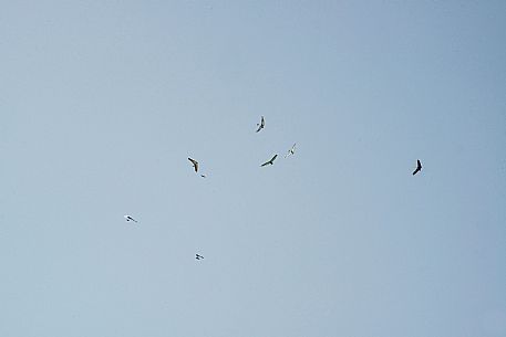 Hang Gliding